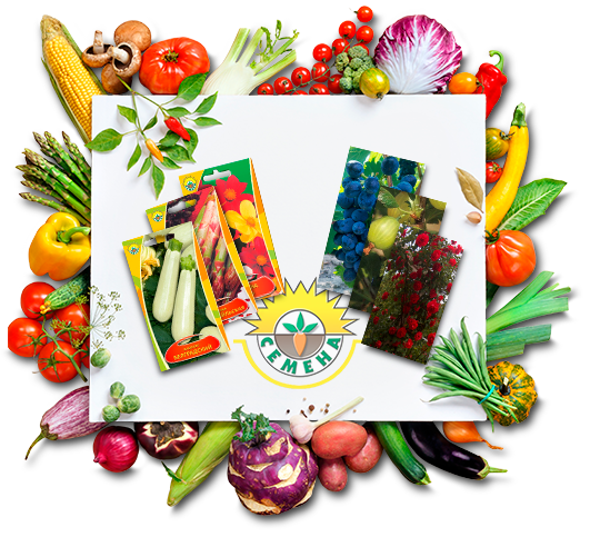 продукция Семена ИП