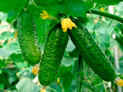 Агрофирма АЭЛИТА PNOS