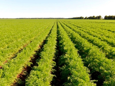 Овощи оптом