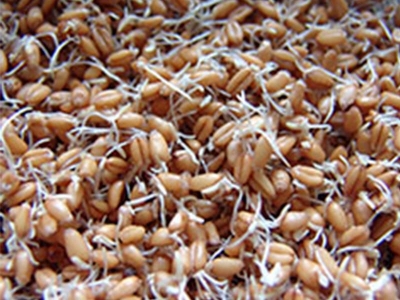 пророщенное зерно