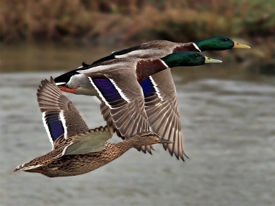 утиную охоту