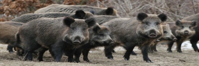 Охота на кабана