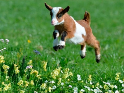 Казачий стан