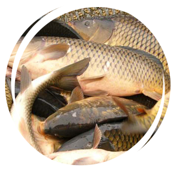 Рыбхоз Волма