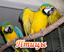 Птицы