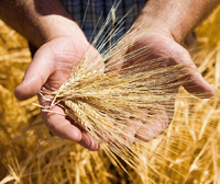 Представительство АО «Syngenta Agro Services AG (Швейцарская Конфедерация) в Республике Беларусь