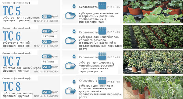 Флоринтерра